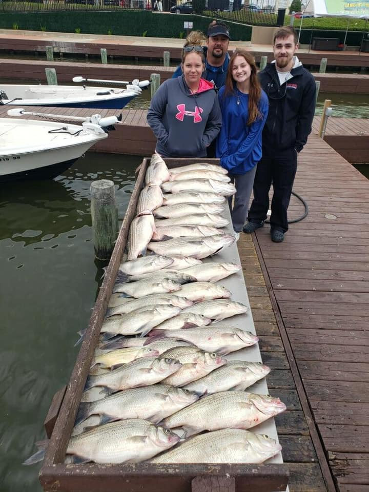 Hybrid Striped Bass on Fillet Table after Fishing Adventure with Lake Conroe Fishing Adventures