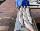 Lake Conroe Fishing Adventures Customers Stand Next to Fillet Table Full of Hybrid Striped Bass on Lake Conroe