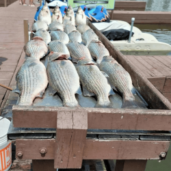 Lake Conroe Fishing Adventures Customers Catches on Fillet Table Full Hybrid Striped Bass on Lake Conroe