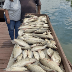 Lake Conroe Fishing Adventures Customers Stand Next to Fillet Table Holding Hybrid Striped Bass on Lake Conroe