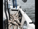 Lake Conroe Fishing Adventures Boat Full of Hybrid Striped Bass on Lake Conroe