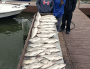 Lake Conroe Fishing Adventures Customers Stand Next to Fillet Table Holding Hybrid Striped Bass on Lake Conroe